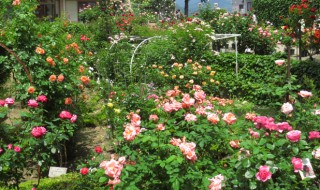 石田ローズガーデン