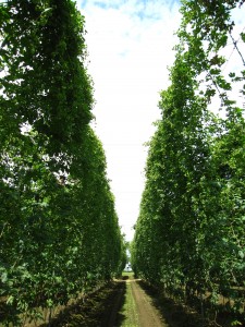 比内町　ポップ畑