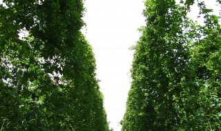 比内町　ポップ畑