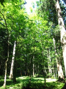 平滝自然観察教育林（ひらたきしぜんかんさつきょういくりん）