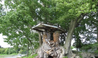 出川の欅（けやき）