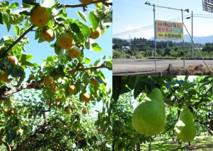 中山なしの収穫体験