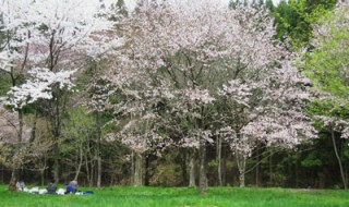 岩神ふれあいの森