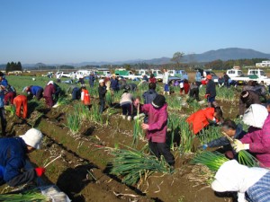 ねぎの収穫体験