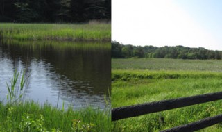 芝谷地湿原植物群落（国指定天然記念物）