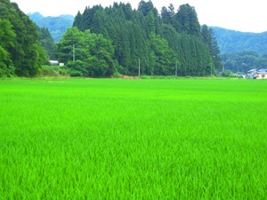 きりたんぽについて