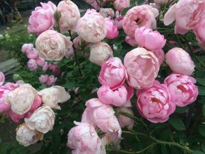 小倉ばら園にて