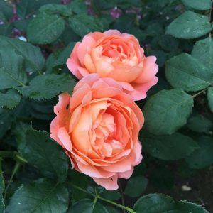 小倉ばら園にて