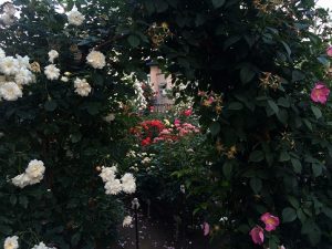 小倉ばら園にて