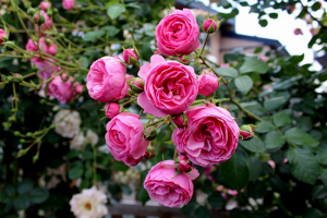 小倉ばら園にて