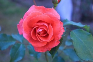 大館バラまつり、本日からです！