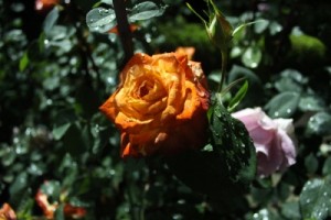 大館バラまつり＊ナイトガーデン開催のお知らせ