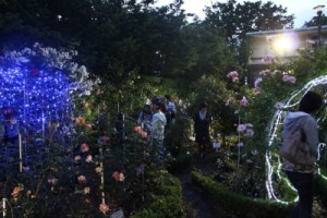 大館バラまつり＊ナイトガーデン開催のお知らせ