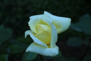 大館バラまつり＊ナイトガーデン開催のお知らせ