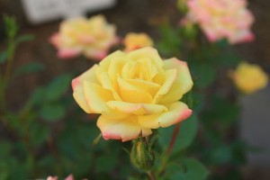 大館バラまつり＊ナイトガーデン開催のお知らせ