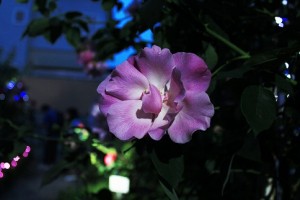 バラまつり・ナイトガーデン＊フィナーレ