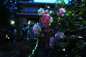バラまつり・ナイトガーデン＊フィナーレ