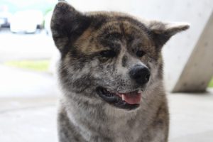 チャレンジデー