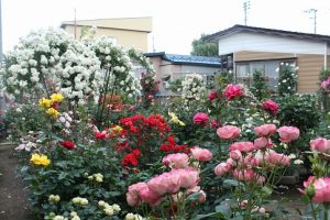 小倉ばら園にて