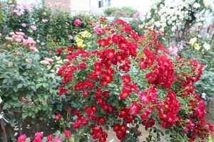 小倉ばら園にて